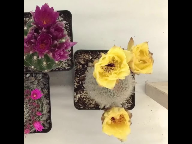 Echinopsis Bloom Time Lapse