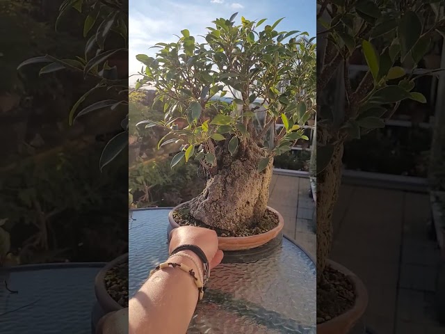 Ficus forest in the lava rock bonsai pruning