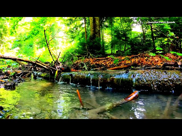 Water Sounds For Sleeping,Birds Chirping in the morning,forest river sounds