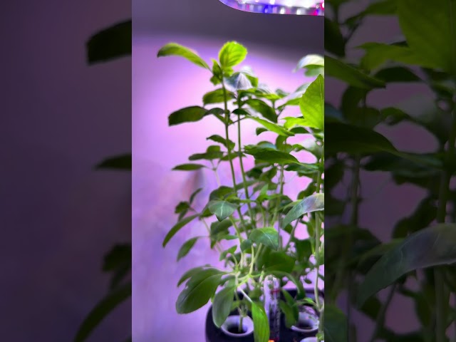 Thriving Basil: A Hydroponic Success Story #letpot #hydroponics #indoorgarden #smartgarden