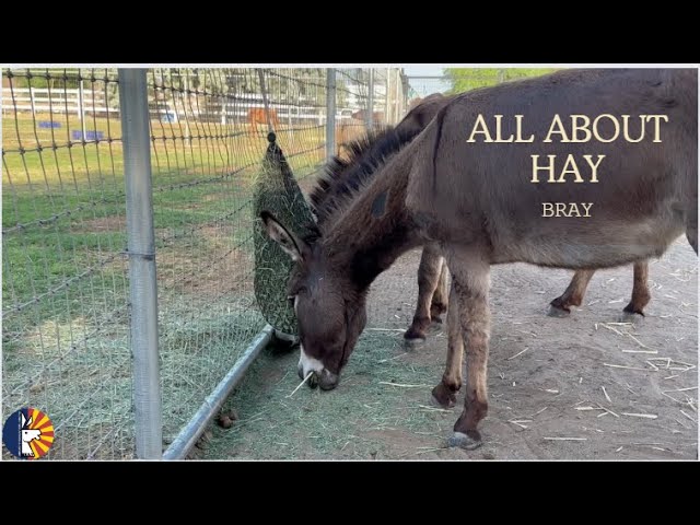 All About Hay