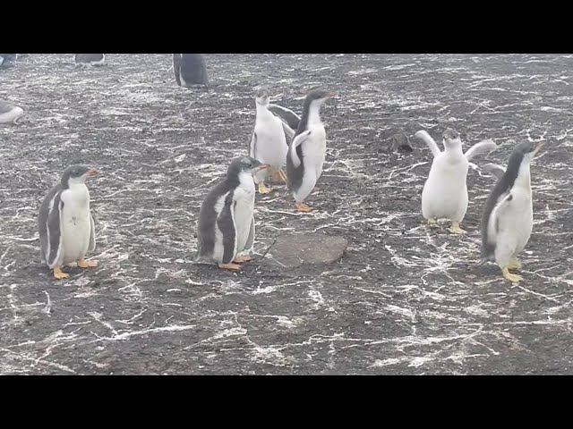Gentoo Penguins Preparing For Polar Plunge                                          cuteanimalvideo,