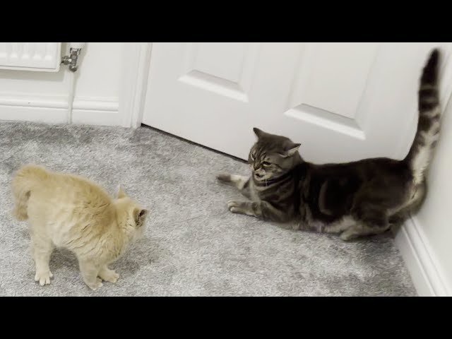 New Kitten Intimidates Cat