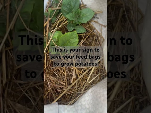 growing potatoes in recycled bags