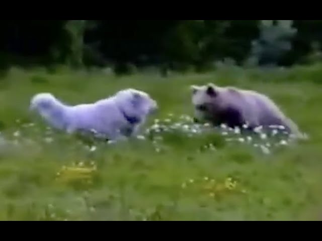 Great Pyrenees dogs vs brown bear (French Pyrenees)