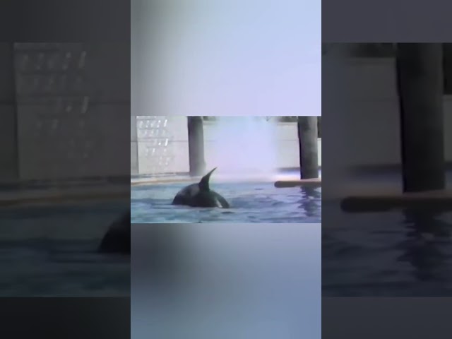 The Tragic Story of Tilikum the Orca at SeaWorld: A Turning Point in Animal Ethics#shorts