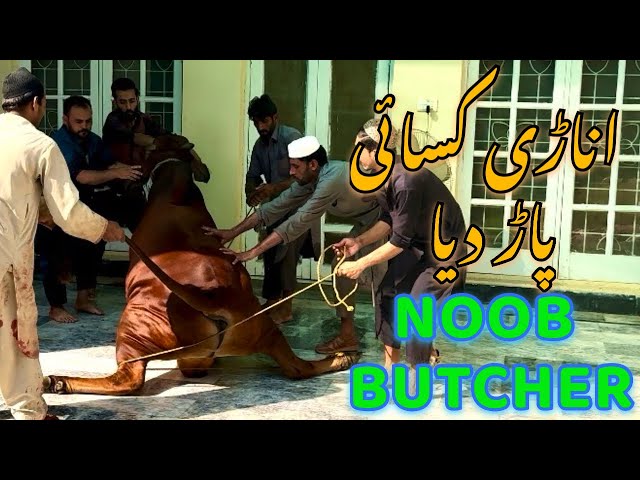 Bakra Eid Qurbani | Qurbani in Pakistan | Anarhi Qasai | Pehlay Din ki Qurbani |most Expansive Bull