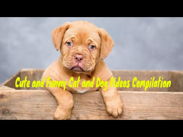 Cute and Funny Cat and Dog Videos Compilation
