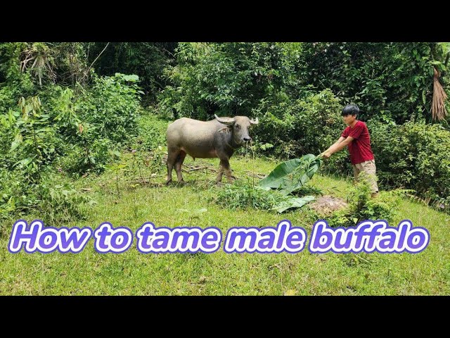 Harvesting pink apples to sell at the market - How to get acquainted with fierce male buffalo