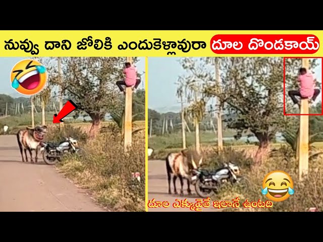 Funny Clash between Animal and Human😂, Comedy things between Animal and Animal😂