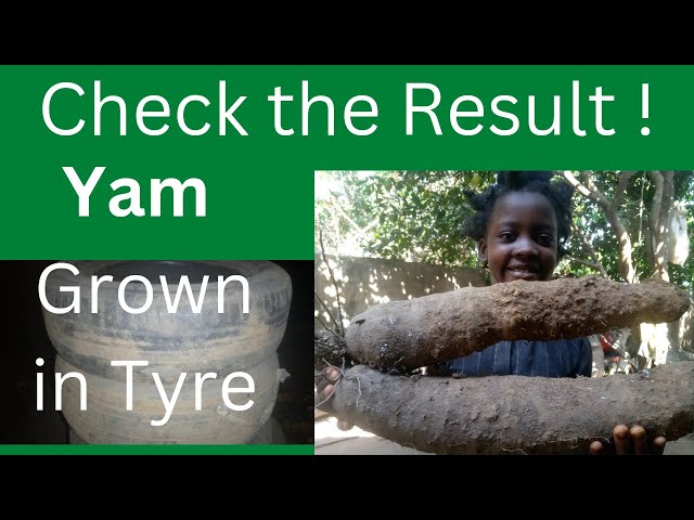 Yam harvested from Tyre