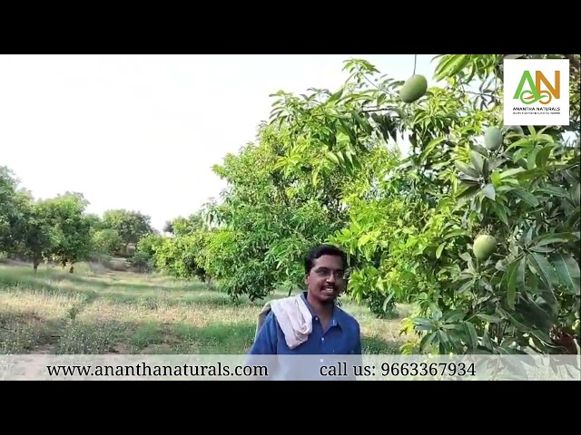 The Untold Truth: Growing Luscious Mangoes Naturally #farming #AN #agriculture