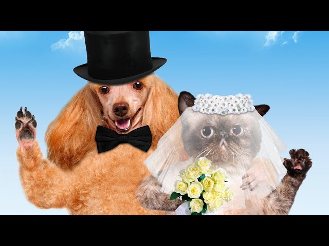 Funniest cats and dogs in the world 2024 | Ultimate funny animal compilation