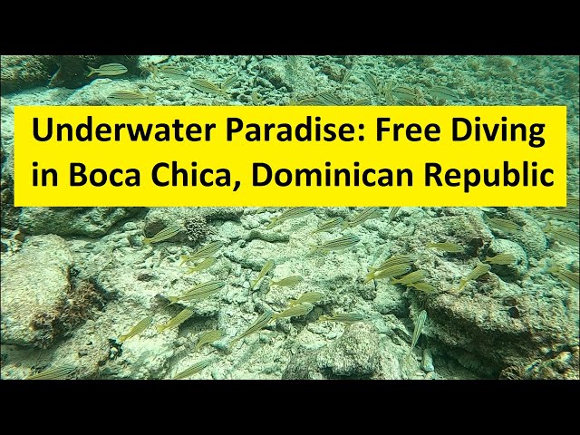 Underwater Paradise: Free Diving with a School of Fish in Boca Chica, Dominican Republic