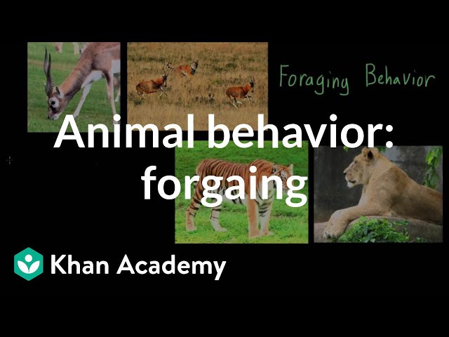 Animal behavior: foraging | Individuals and Society | MCAT | Khan Academy