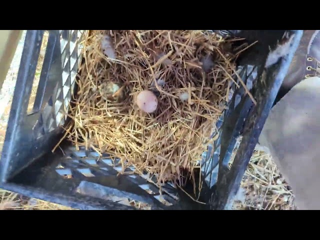 Morning Egg Inspection - Most Hens Refuse the Nest