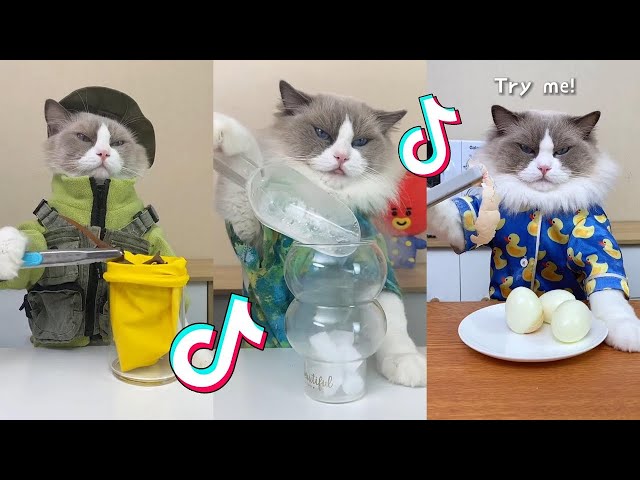That Little Puff | Cats Make Food 😻 | TikTok Compilation 2024 #3