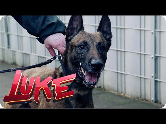 Luke tests police dogs