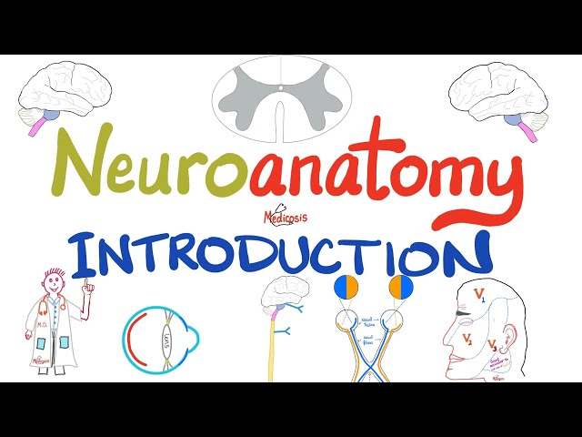 Introduction to Neuroanatomy - Learn the Basics - Neuroanatomy Playlist