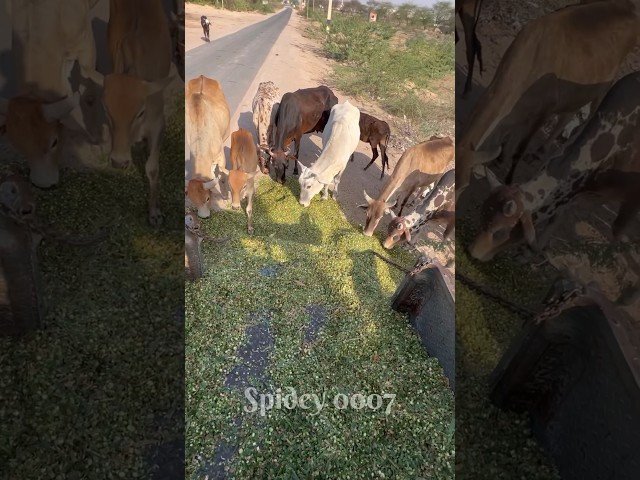 Feeding Poor Cows | Animals Help Video | Cows Help Shorts | Help Video #shorts