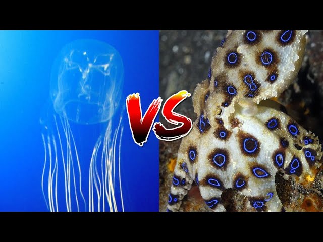DCBA: Box Jellyfish Vs Blue Ringed Octopus