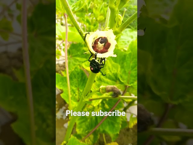 blister beetle feed on okra #viral  #youtube #shorts #youtubeshorts #insects #pestcontrol #uok