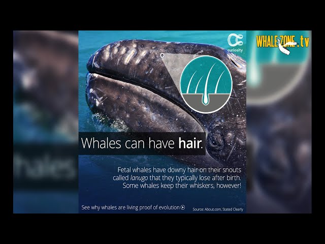 Do Whales and Dolphins have Hair? | WHALEZONE.TV S3E5