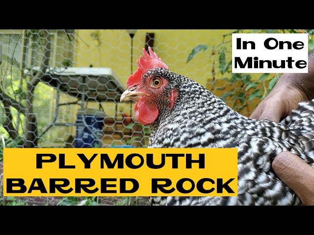 Plymouth Barred Rock | All about Chicken Breeds in a Minute