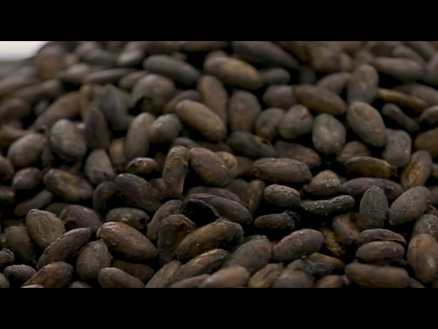 Cocoa Quality Management