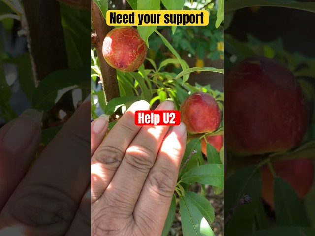 Big Apple #apple #ediblegarden #fruittrees #gardencompost #gardening #growyourownfood