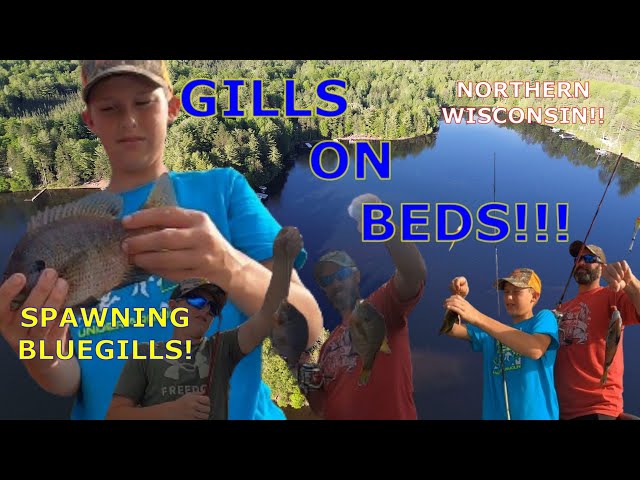 BLUEGILL FISHING EARLY JUNE| NORTHERN WISCONSIN|PART 1