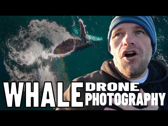 Photographing GIANT WHALES with a DRONE
