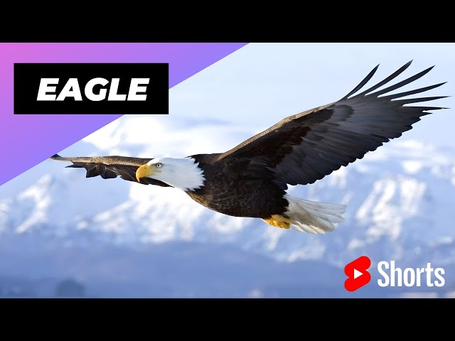 Eagle 🦅 One Of The Worst Mothers In The Animal Kingdom #shorts