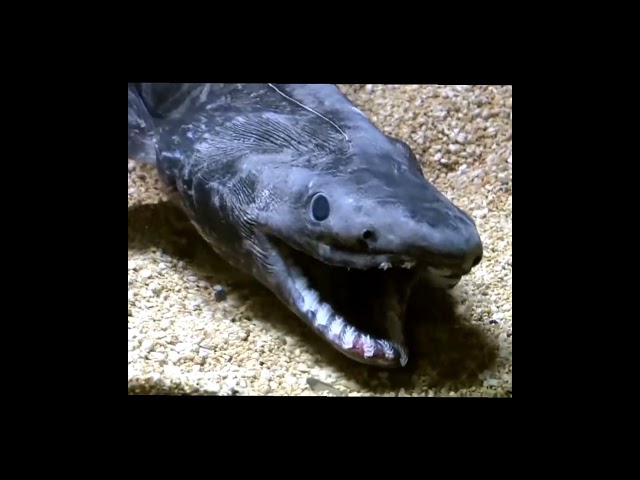FRILLED SHARK. one of the deadliest creature in the deep ocean. #weirdfacts #shorts #strange
