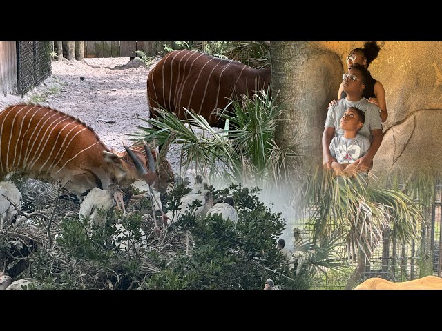 A tour of Jacksonville zoo and Gardens! A great place to visit