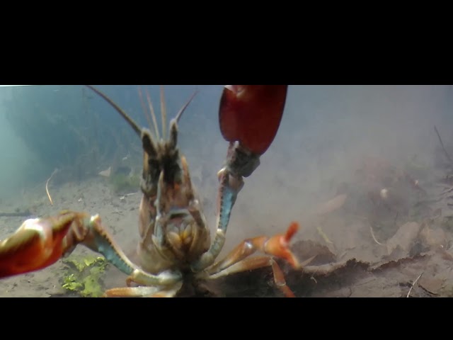 Invasive Crayfish 360 VR
