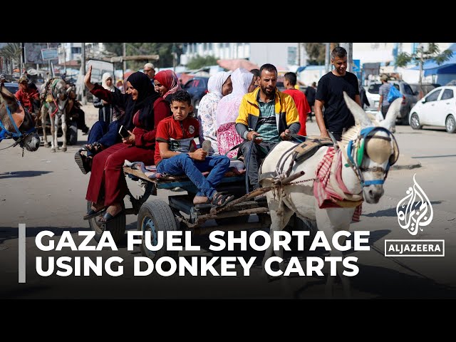 Palestinians in Gaza resort to donkey carts for transport