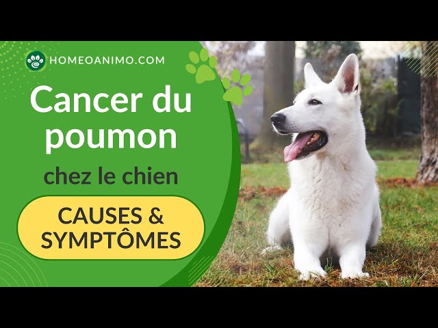 CANCER du POUMON chez le chien: connaître les CAUSES et identifier les SYMPTÔMES!