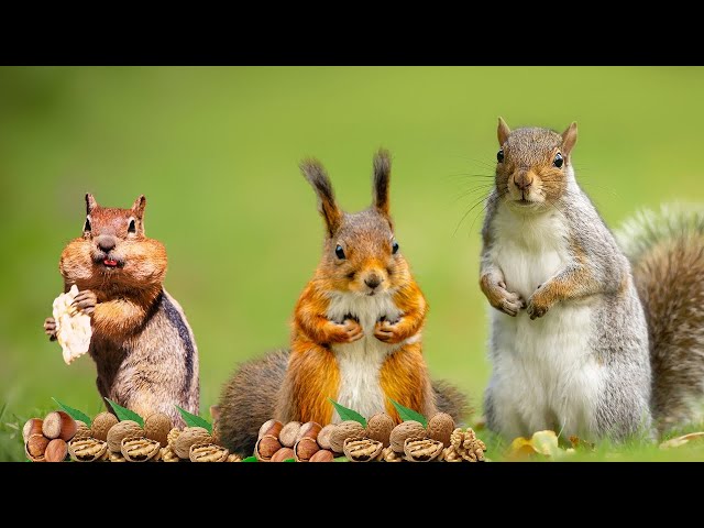 TV FOR PETS📺 - Autumn Fun with Playful Squirrels & Birds🐿️ - Woodland Birds Sounds🦜