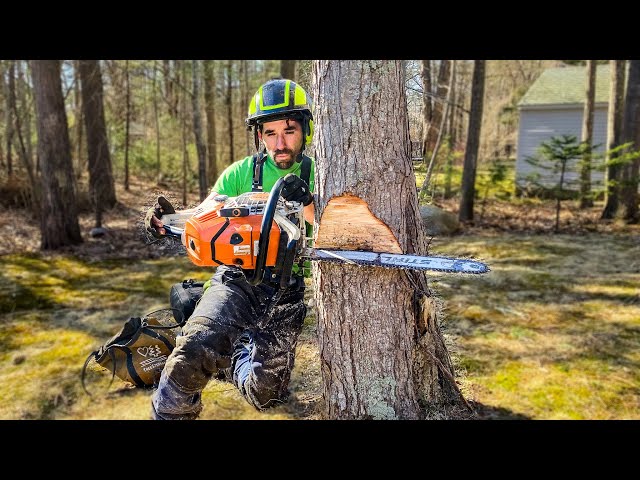 HOW TO AIM A TREE | Tree Felling Tutorial