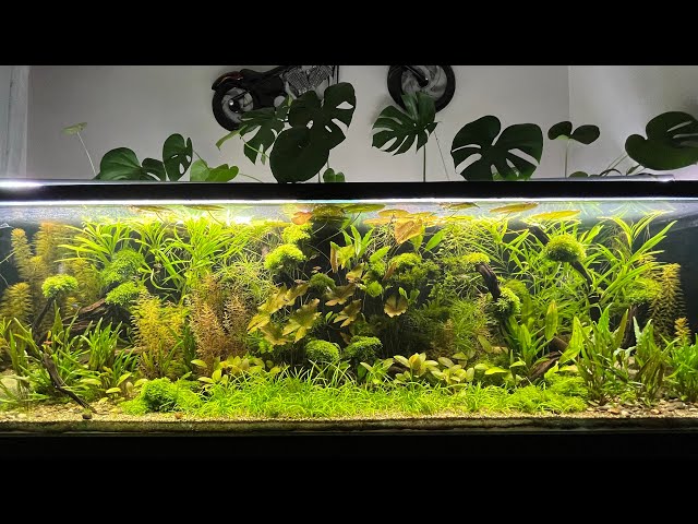 Relaxing Real Aquarium Fish Tank With Calm Music
