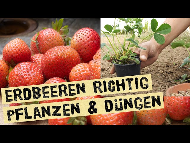 Erdbeeren in Töpfe und den Garten pflanzen und richtig düngen - Fehler vermeiden bei Erdbeerpflanzen