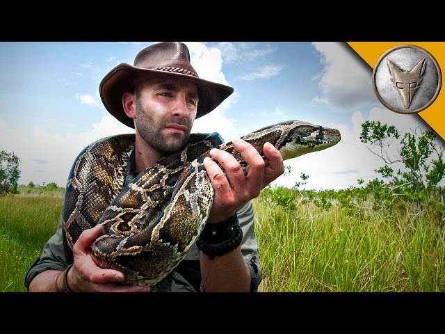 Giant Snake of the Everglades - The Invasive Burmese Python