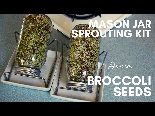 BROCCOLI SEED SPROUTING 101 // How to use a mason jar sprouting kit