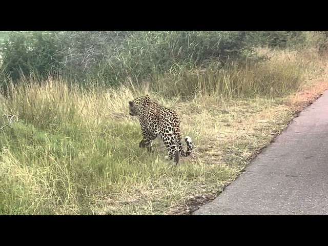 CLOSE encounter with a Leopard in Kruger National Park, South Africa March 2022
