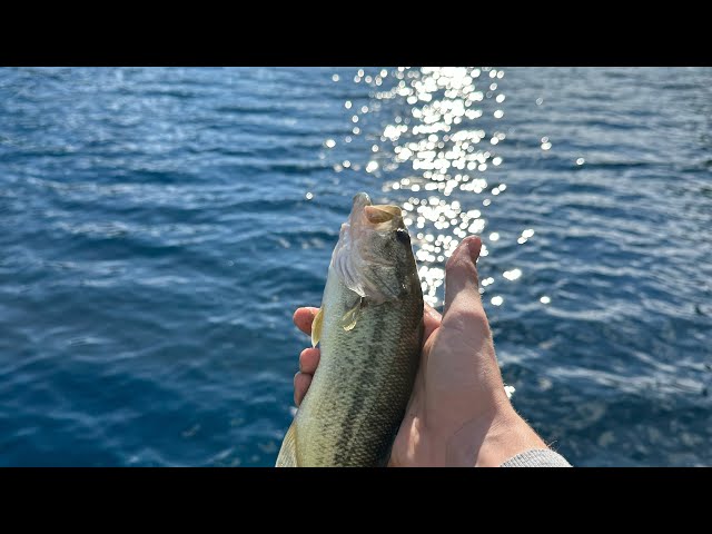 How many fish can I catch on the wacky worm?
