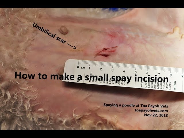 How to spay a poodle with the shortest skin incision