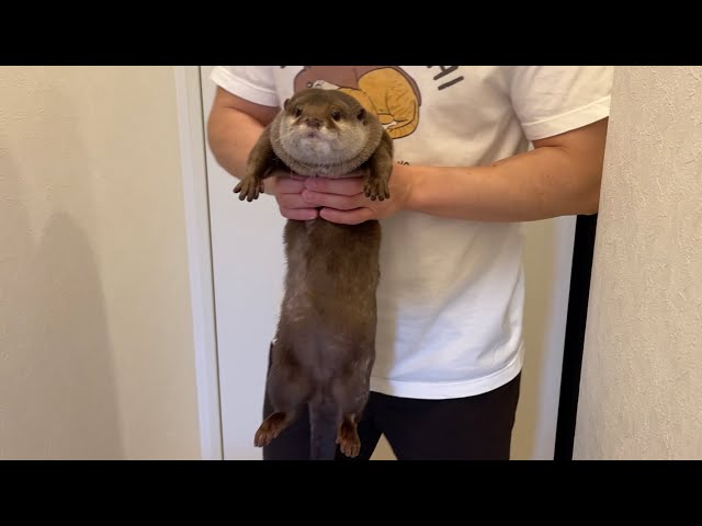 イタズラを現行犯逮捕したカワウソがかわいすぎた otter who caught the prank red-handed was too cute!