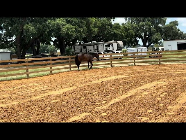 2023 AQHA Brown Filly by Heart Stoppin and out of A Vital Angel