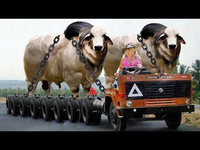Amazing Big Cows | Modern Farming 2023 | Pretty Girls On The Farm | Hoofs Trimming - Live Stream